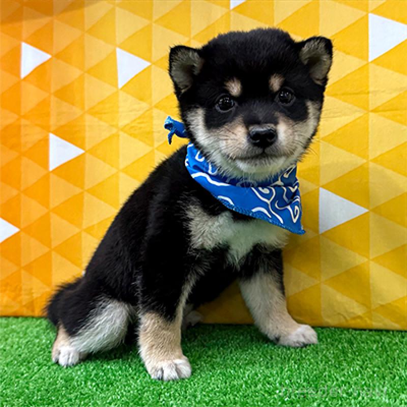 成約済の神奈川県の豆柴-419214の3枚目