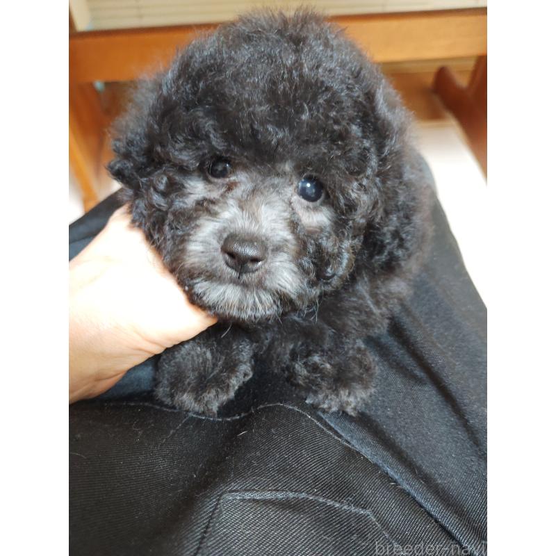 販売中の栃木県のトイプードル-416033の6枚目