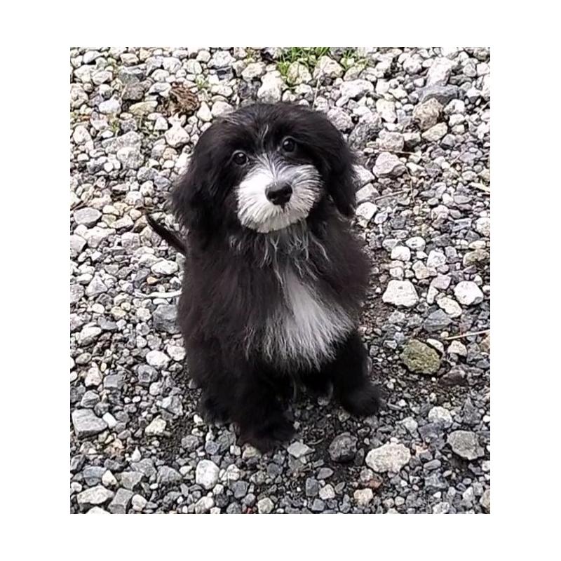 成約済の岐阜県のミックス犬-406233の1枚目