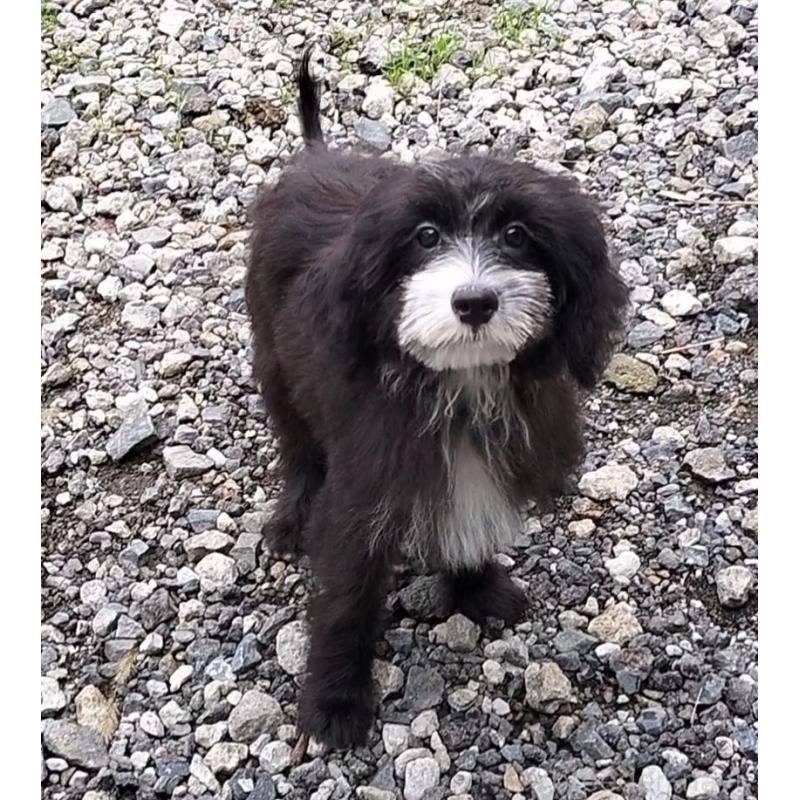 成約済の岐阜県のミックス犬-406233の2枚目