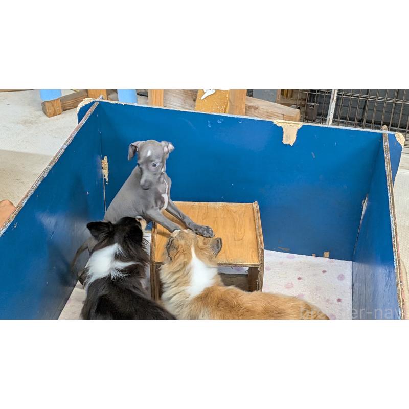 販売中の熊本県のイタリアングレーハウンド(イタグレ)-419262の9枚目