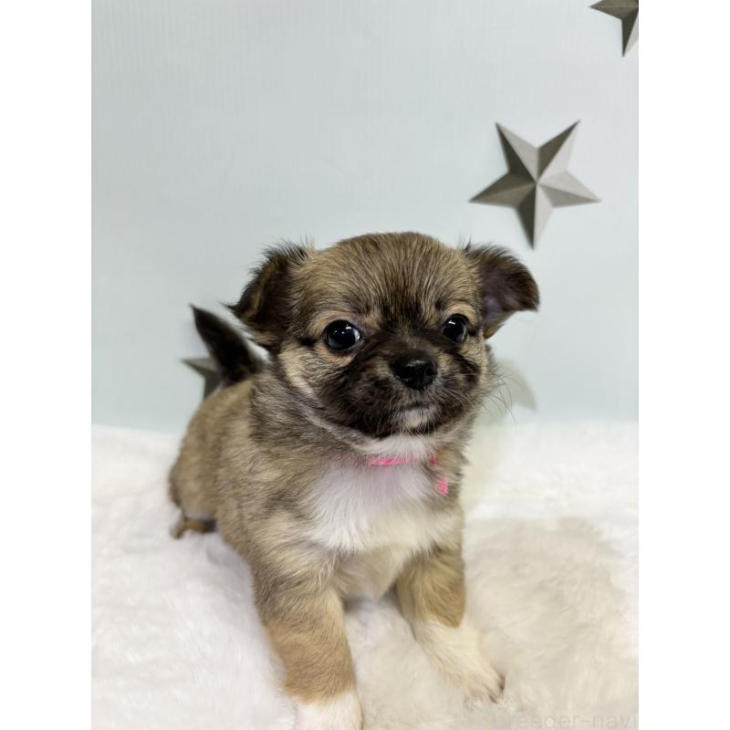 成約済の千葉県のチワワ(ロングコート)-416488の4枚目