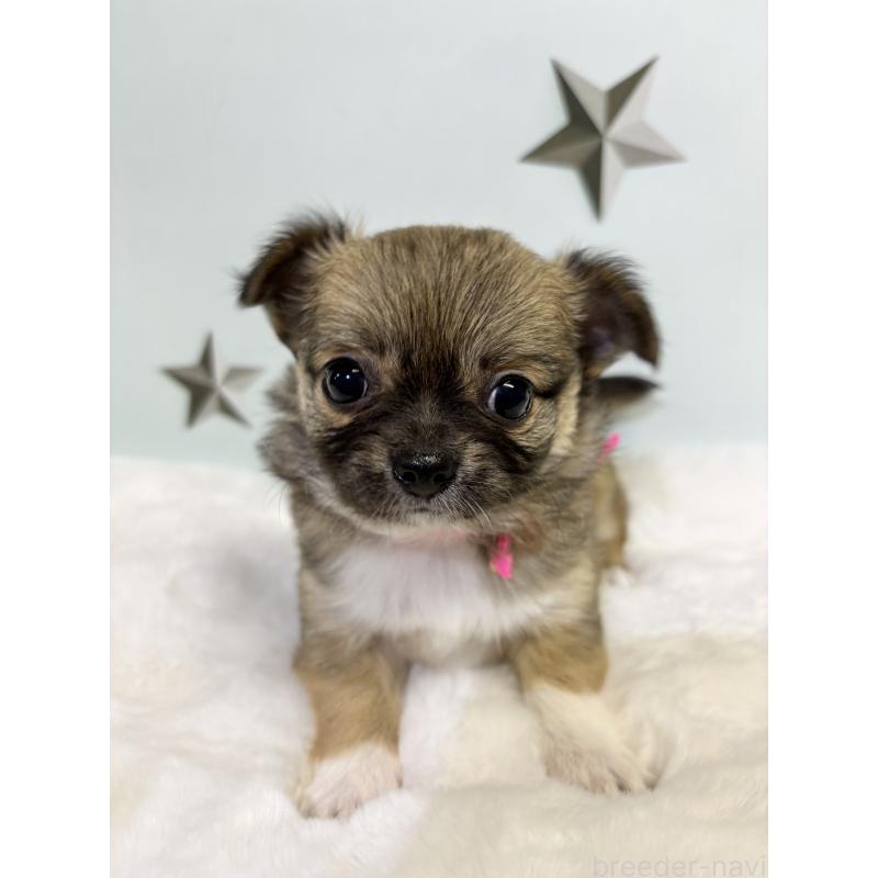 成約済の千葉県のチワワ(ロングコート)-416488の3枚目