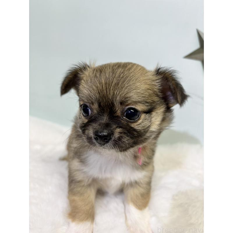 成約済の千葉県のチワワ(ロングコート)-416488の2枚目