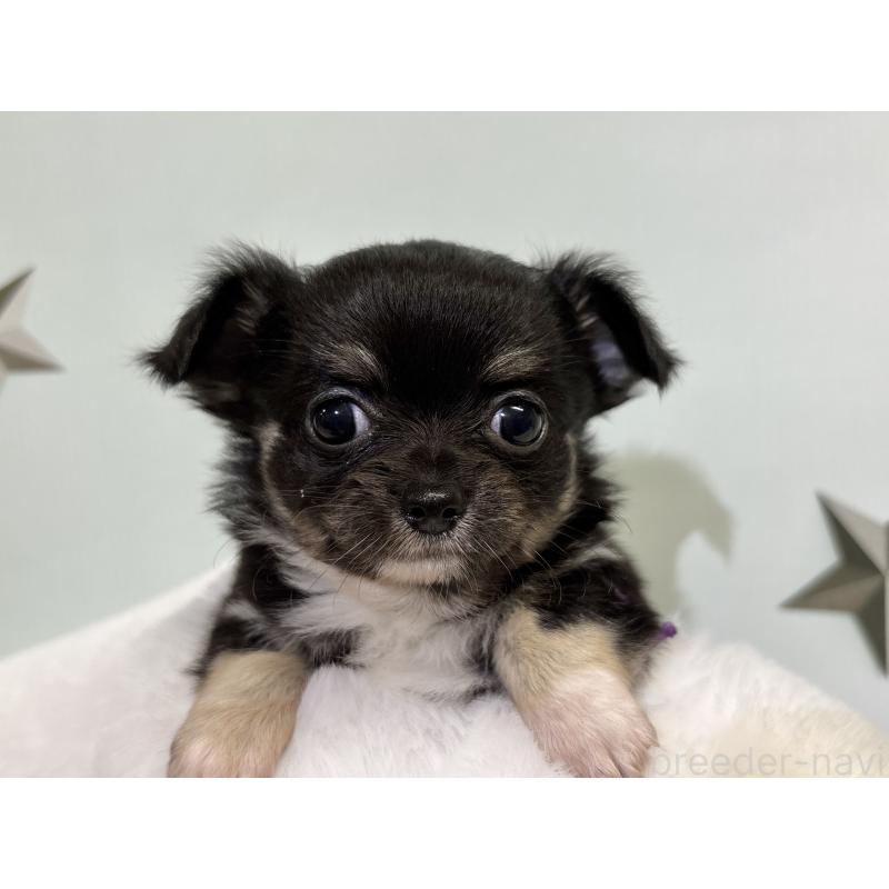 成約済の千葉県のチワワ(ロングコート)-416489の4枚目