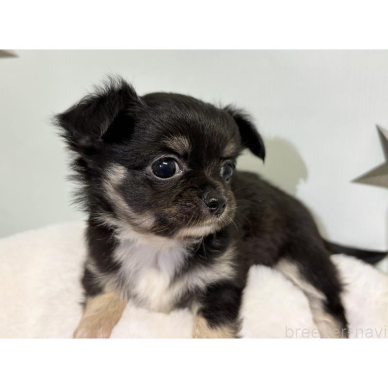 成約済の千葉県のチワワ(ロングコート)-416489の3枚目