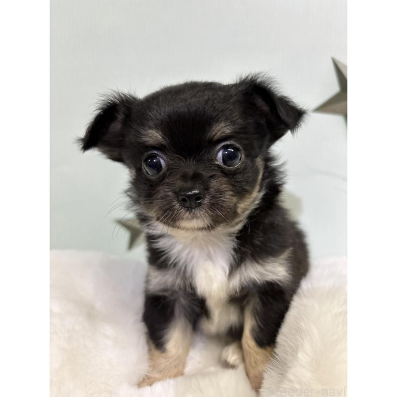 成約済の千葉県のチワワ(ロングコート)-416489の2枚目