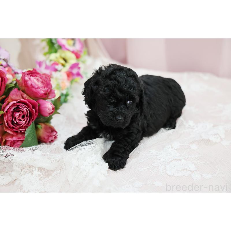 成約済の京都府のトイプードル-415530の6枚目