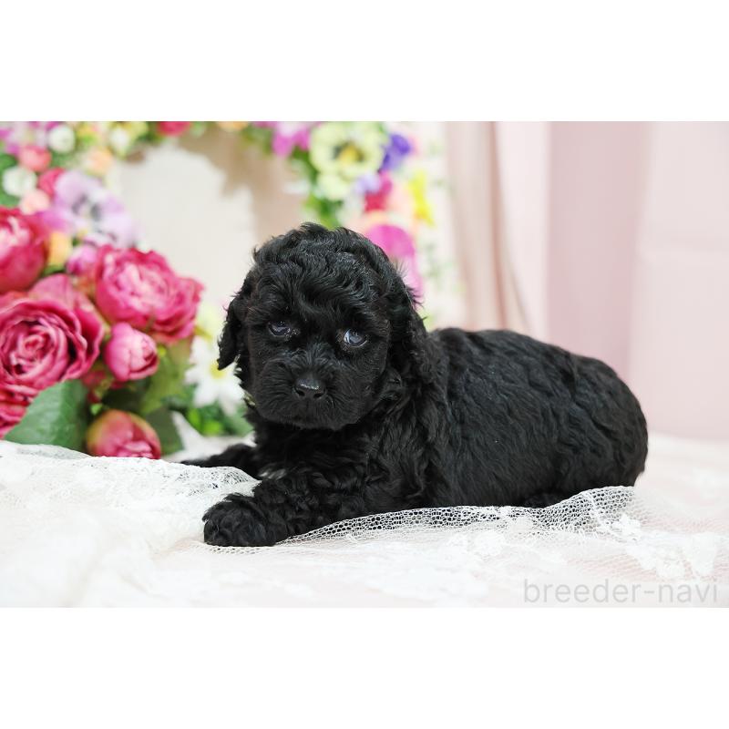 成約済の京都府のトイプードル-415530の4枚目