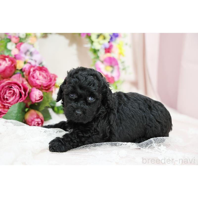 成約済の京都府のトイプードル-415530の3枚目