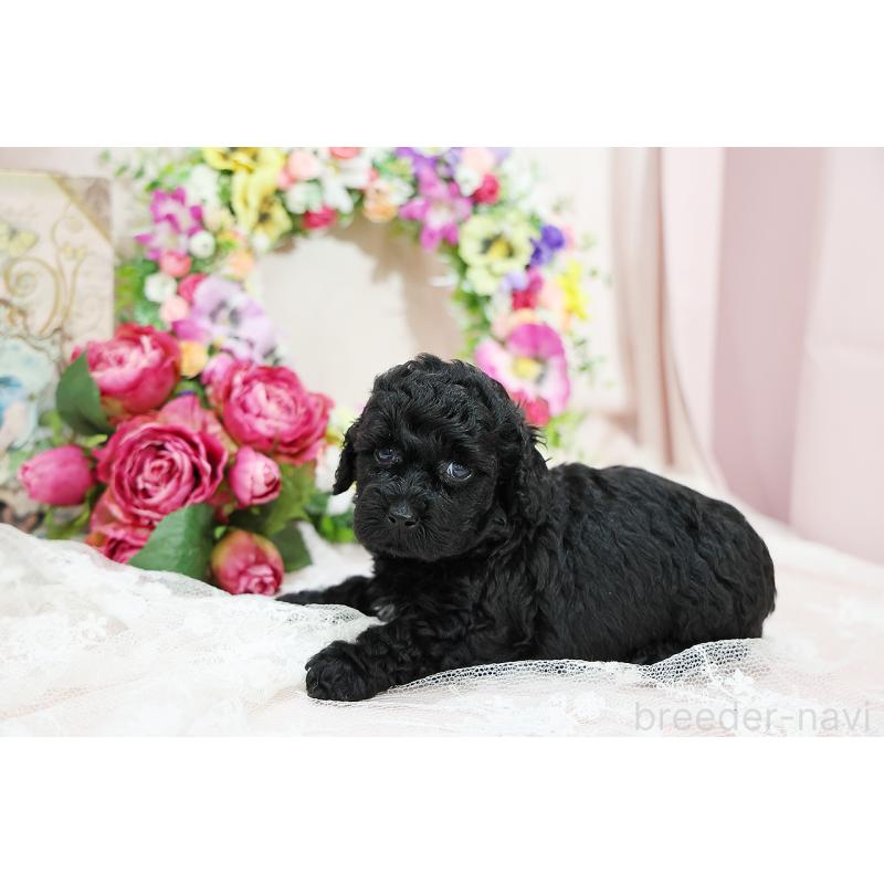 成約済の京都府のトイプードル-415530の2枚目