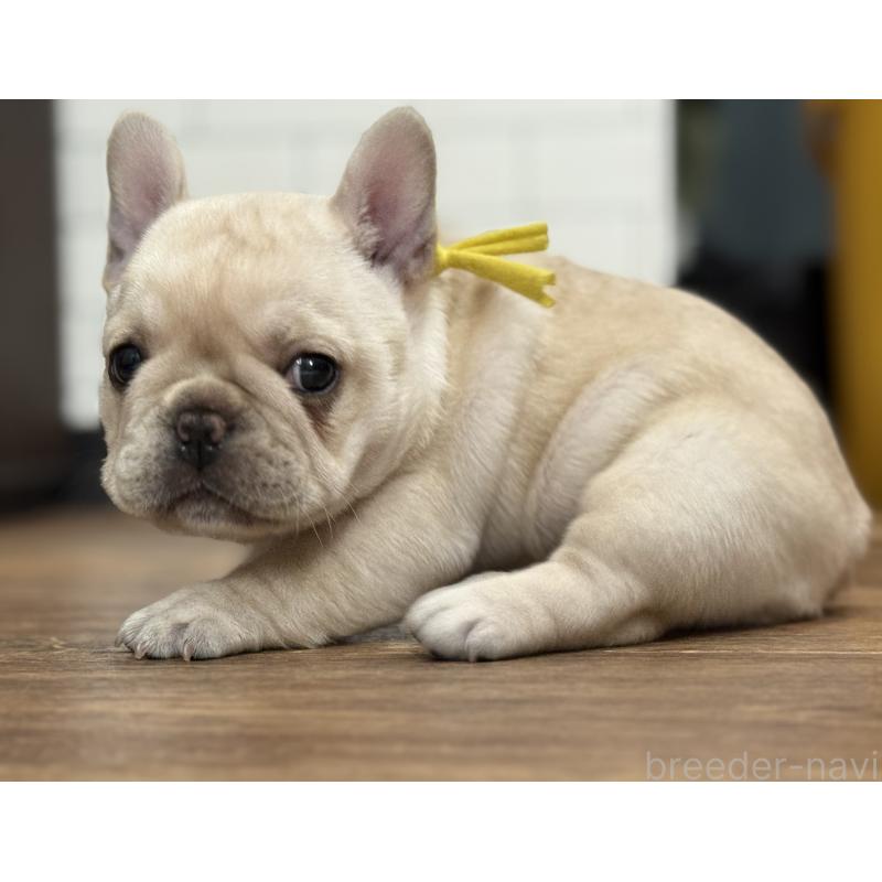 成約済の徳島県のフレンチブルドッグ-414526の7枚目