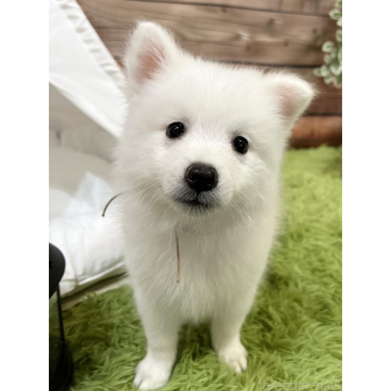 成約済の千葉県の日本スピッツ-413252の1枚目