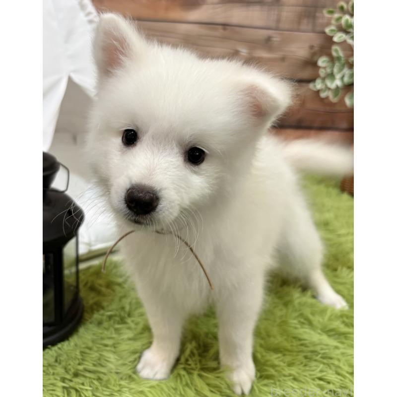 成約済の千葉県の日本スピッツ-413252の4枚目