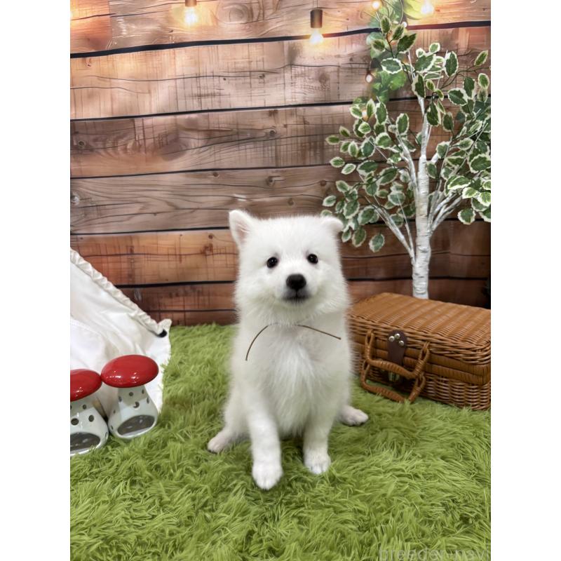 成約済の千葉県の日本スピッツ-413252の3枚目