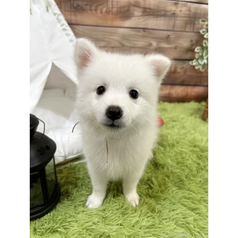 成約済の千葉県の日本スピッツ-413252の2枚目