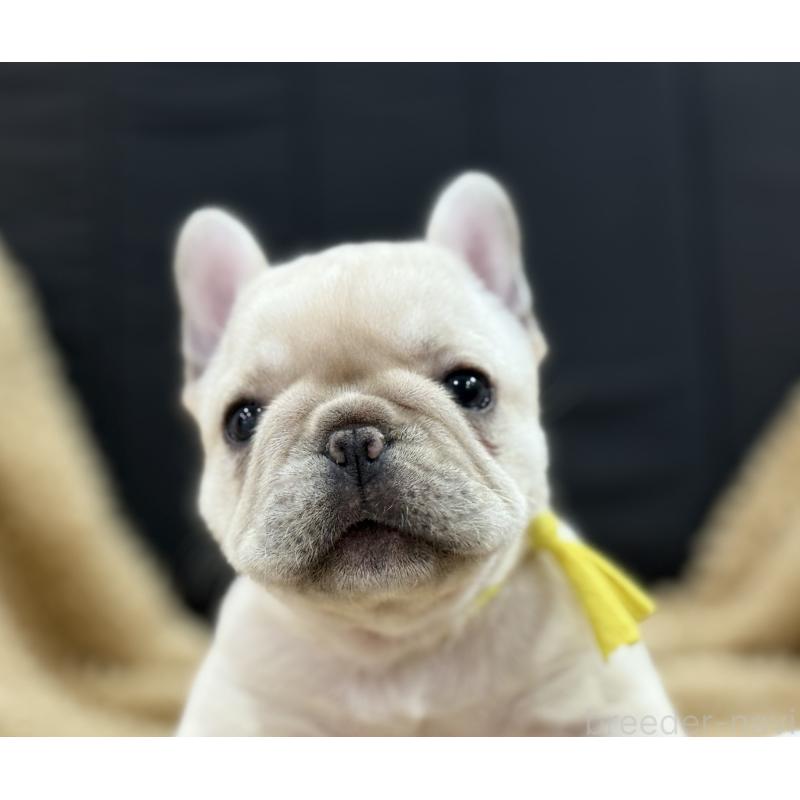 成約済の徳島県のフレンチブルドッグ-414526の6枚目