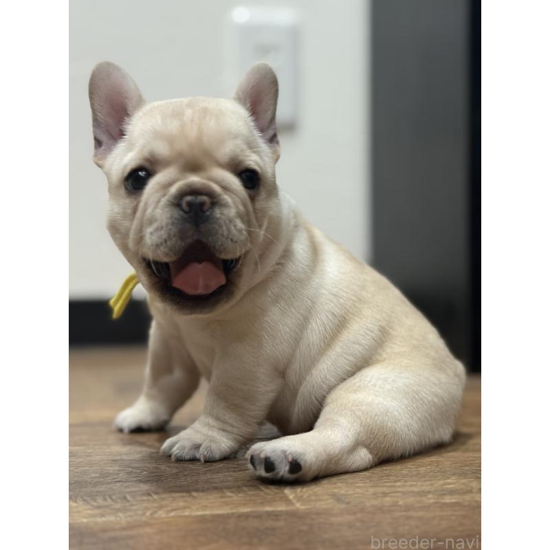 成約済の徳島県のフレンチブルドッグ-414526の5枚目