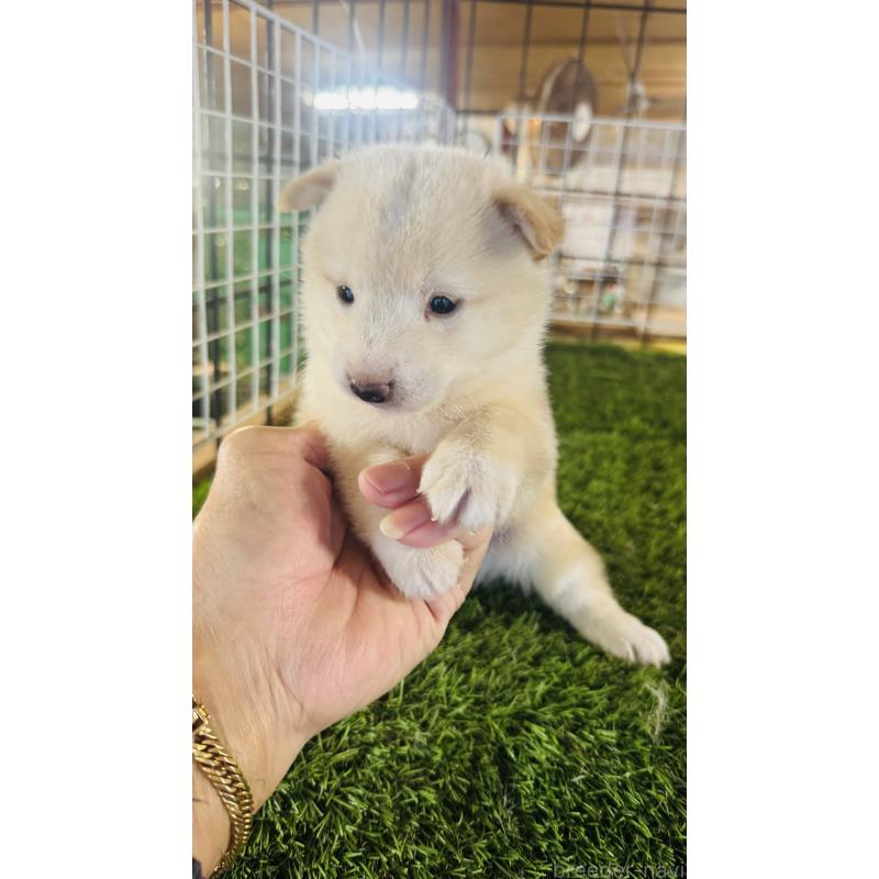 成約済の茨城県の豆柴-415310の3枚目