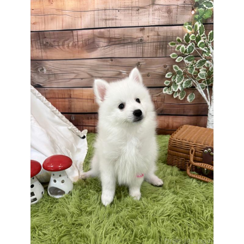 成約済の千葉県の日本スピッツ-413249の4枚目