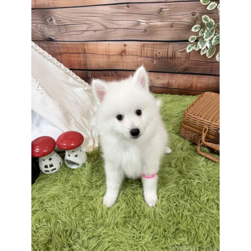 成約済の千葉県の日本スピッツ-413249の3枚目