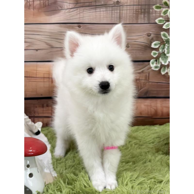 成約済の千葉県の日本スピッツ-413249の2枚目