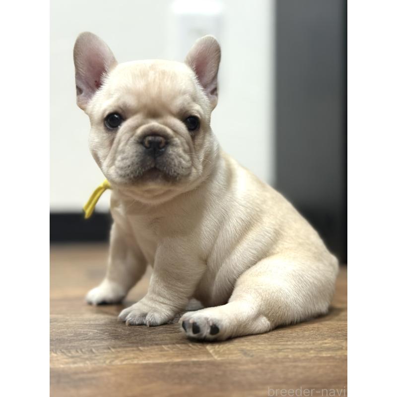 成約済の徳島県のフレンチブルドッグ-414526の4枚目