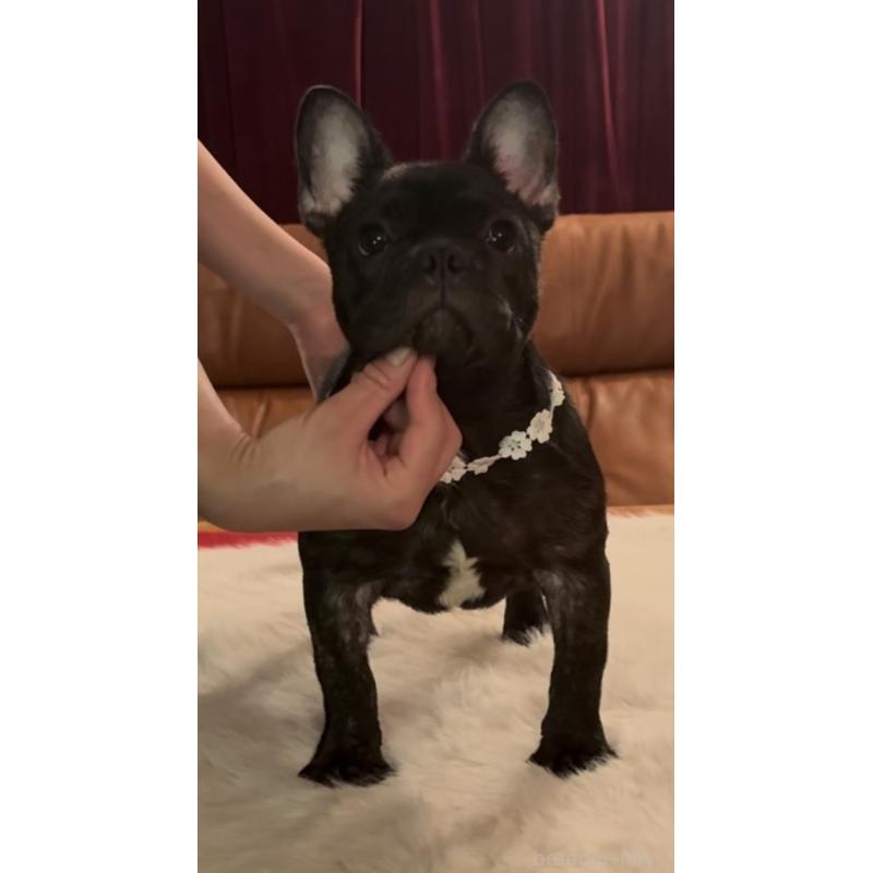 成約済の埼玉県のフレンチブルドッグ-418679の2枚目