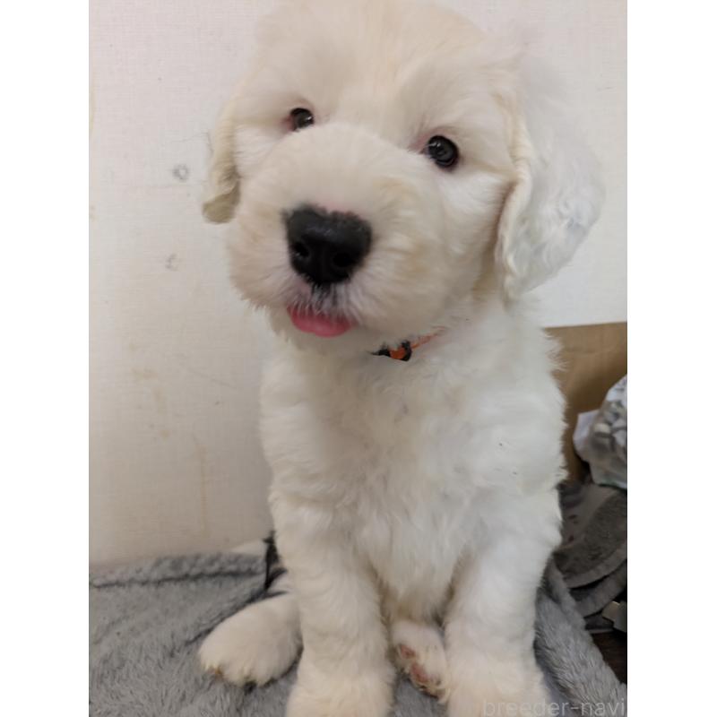 成約済の滋賀県のオールドイングリッシュシープドッグ-415267の2枚目