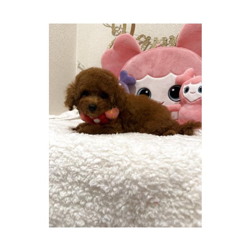 販売中の東京都のティーカッププードル-415231の4枚目