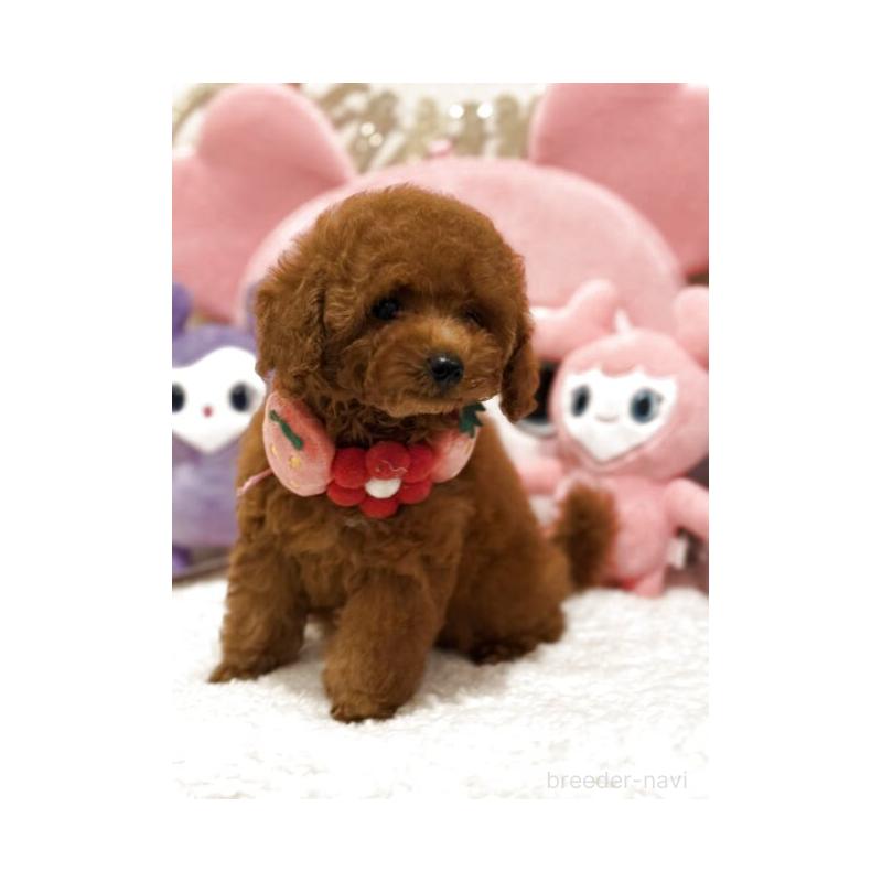 販売中の東京都のティーカッププードル-415231の3枚目