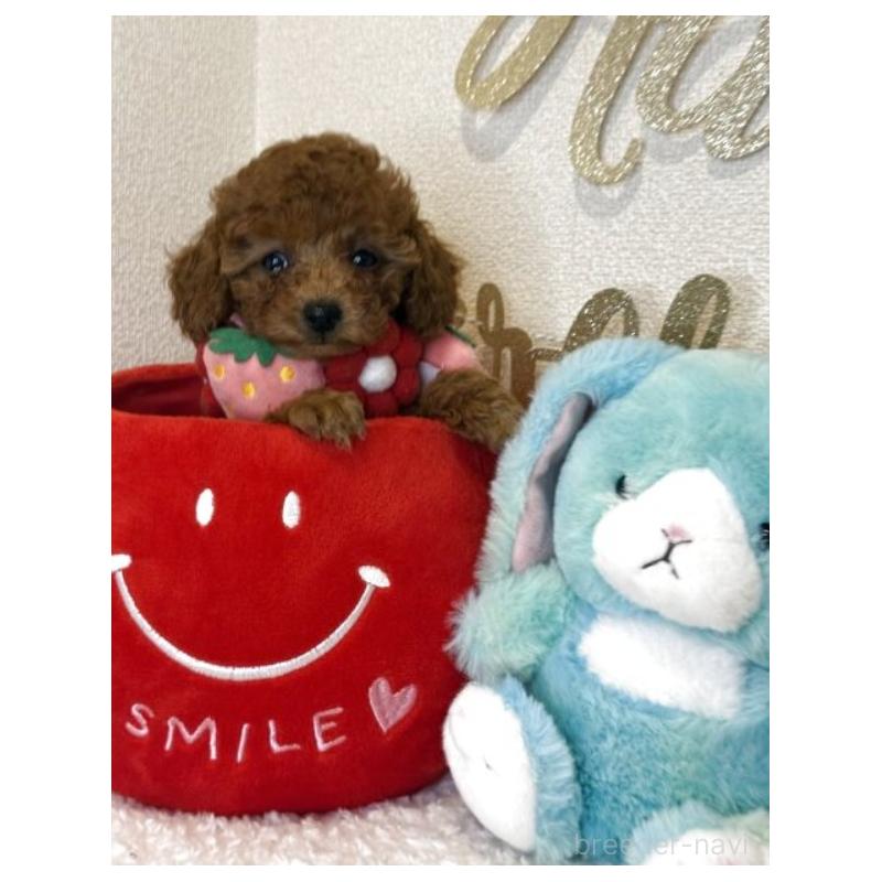 販売中の東京都のティーカッププードル-415231の2枚目