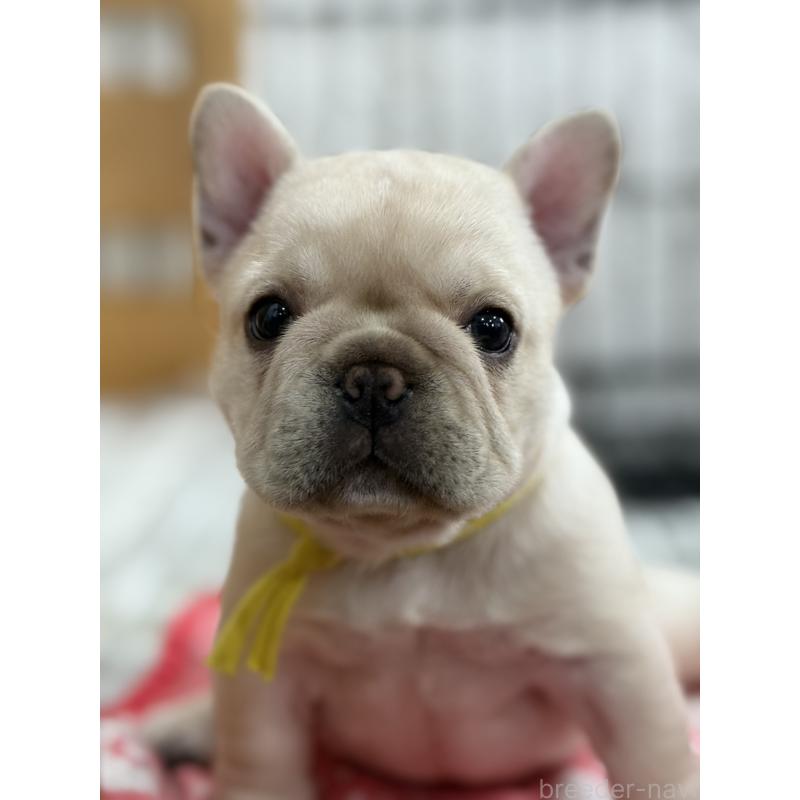 成約済の徳島県のフレンチブルドッグ-414526の3枚目