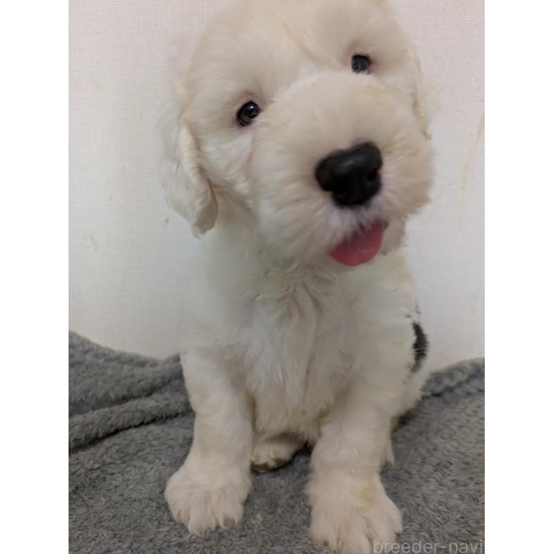 成約済の滋賀県のオールドイングリッシュシープドッグ-415295の1枚目