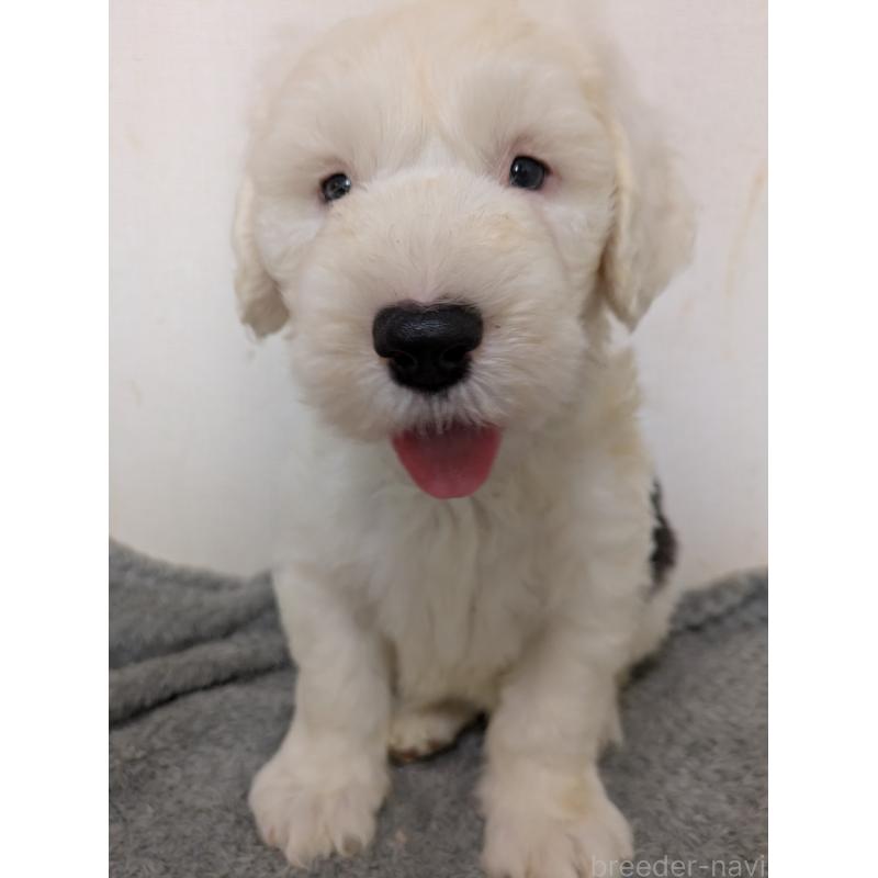 成約済の滋賀県のオールドイングリッシュシープドッグ-415295の2枚目