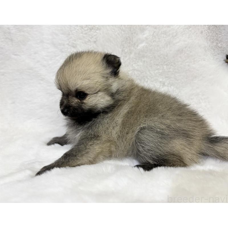 成約済の千葉県のポメラニアン-416622の20枚目