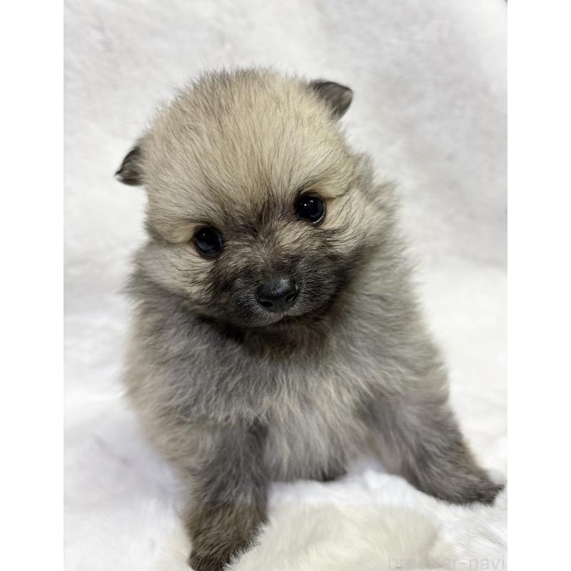 成約済の千葉県のポメラニアン-416622の19枚目