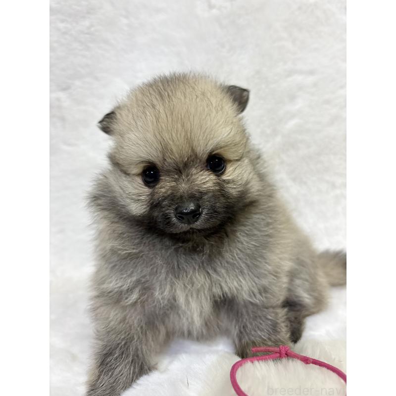 成約済の千葉県のポメラニアン-416622の18枚目