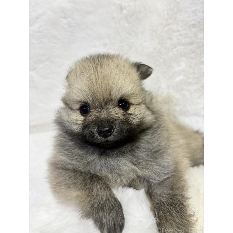 成約済の千葉県のポメラニアン-416622の17枚目