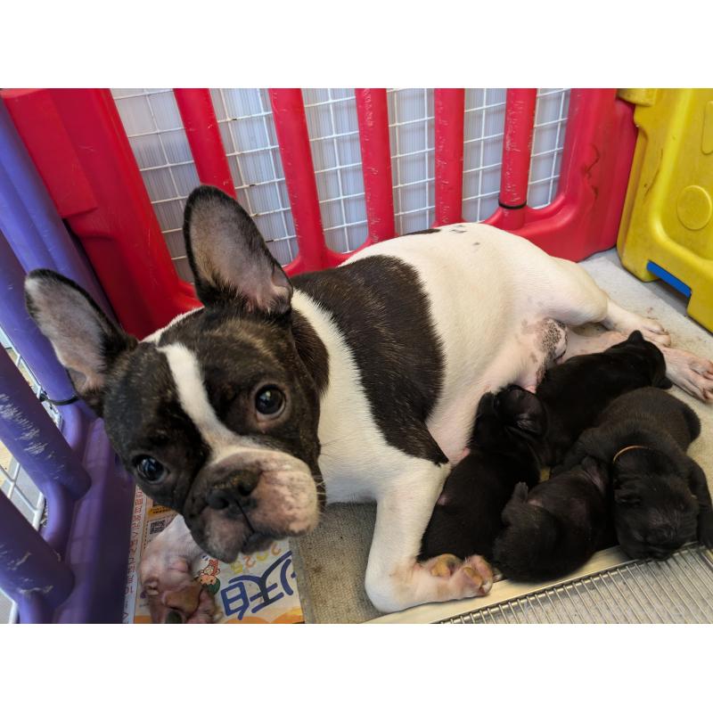 リンちゃん1枚目