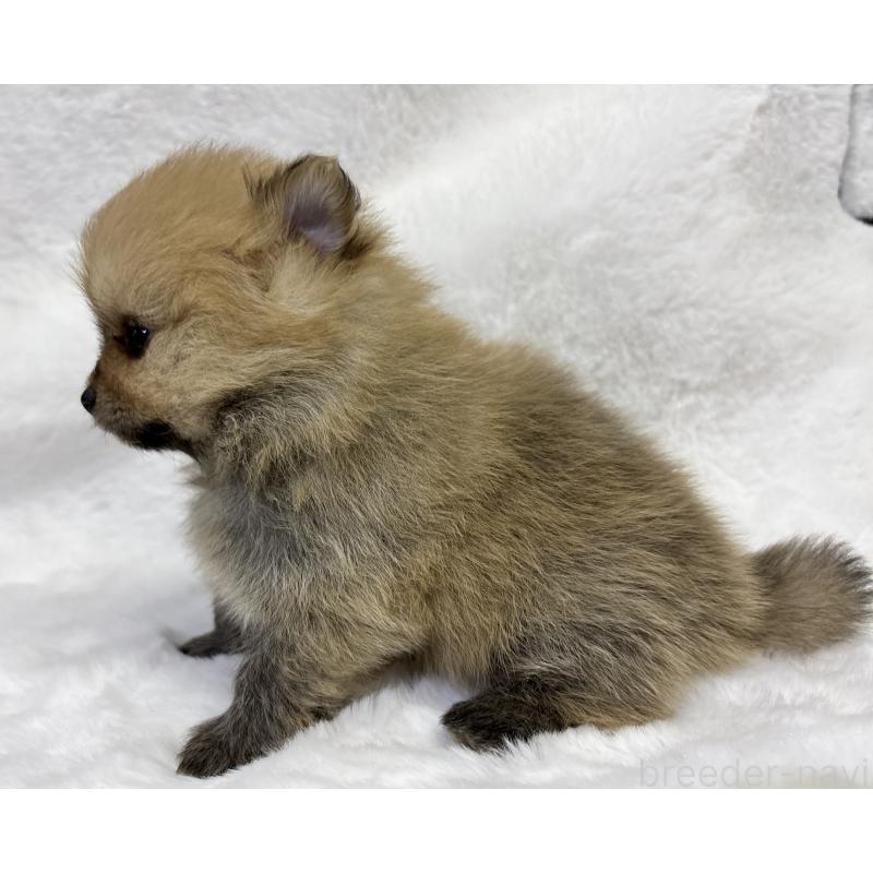 成約済の千葉県のポメラニアン-416623の14枚目