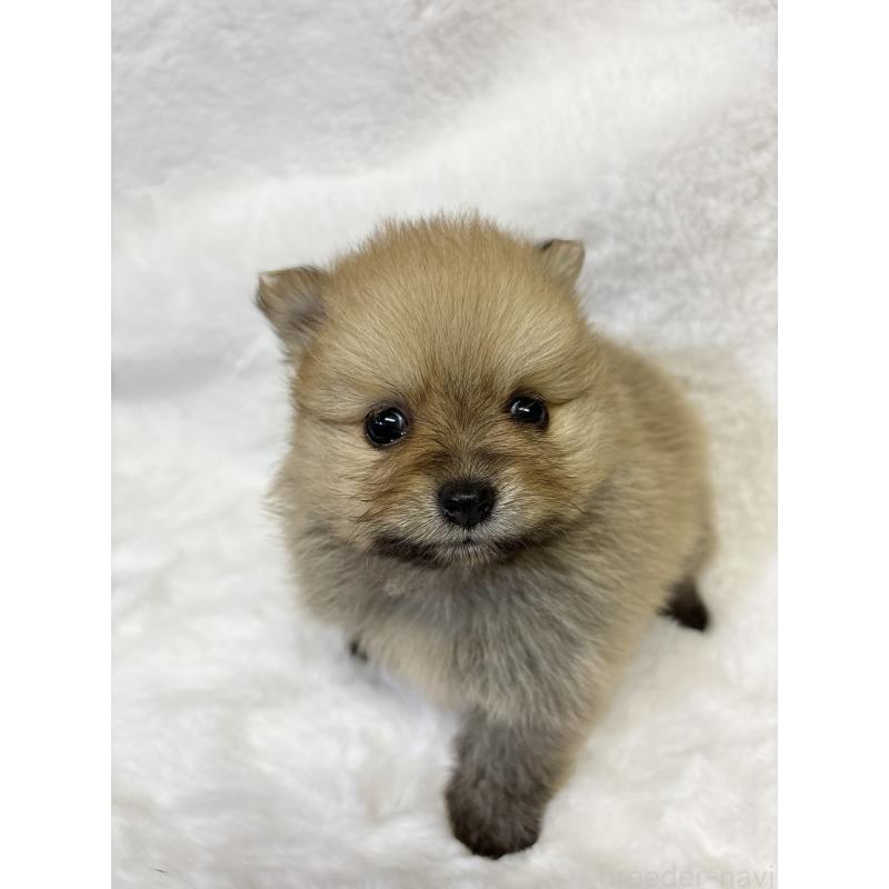 成約済の千葉県のポメラニアン-416623の13枚目