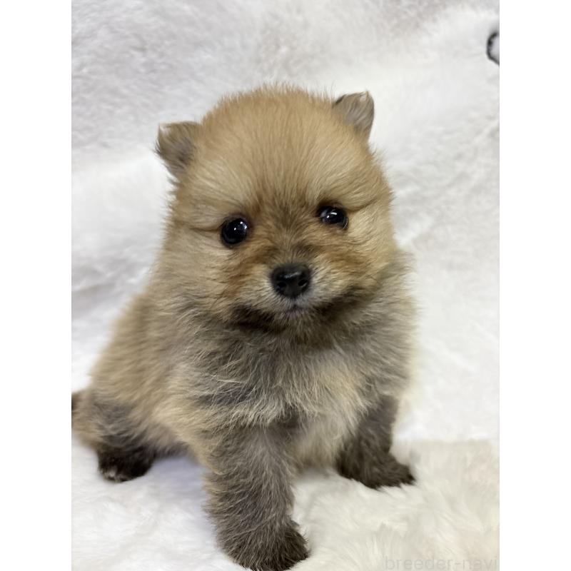 成約済の千葉県のポメラニアン-416623の12枚目