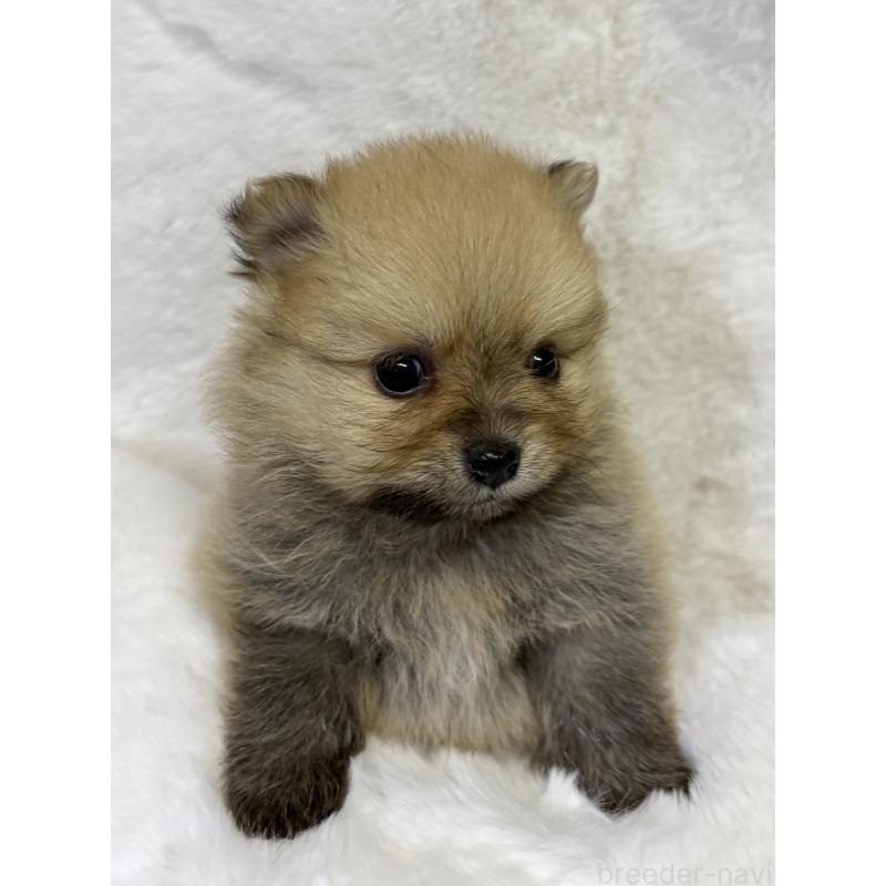 成約済の千葉県のポメラニアン-416623の11枚目