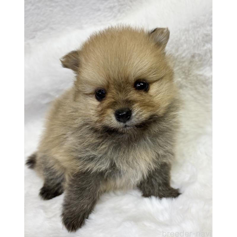 成約済の千葉県のポメラニアン-416623の10枚目