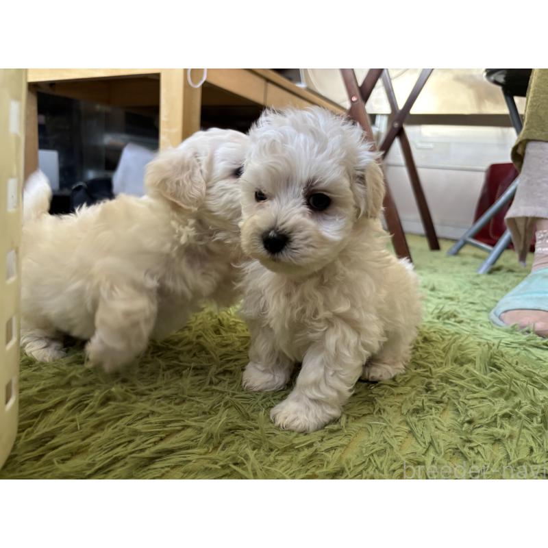 販売中の北海道のマルプー:マルチーズ×トイプードル-419400の5枚目