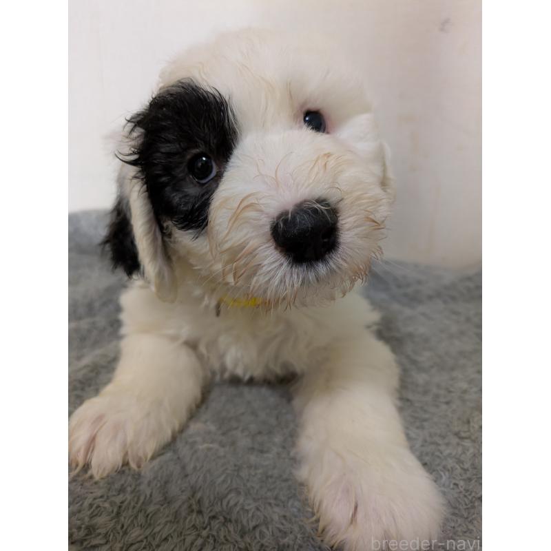 成約済の滋賀県のオールドイングリッシュシープドッグ-415306の3枚目