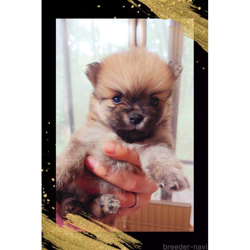 成約済の栃木県のポメラニアン-419415の2枚目