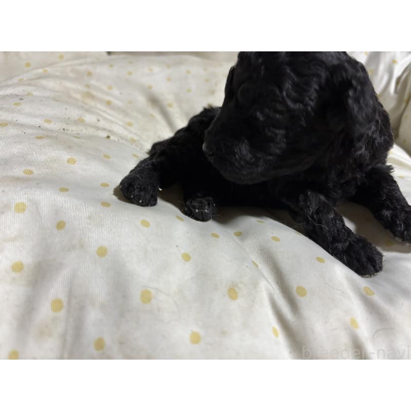 商談中の千葉県のトイプードル-418154の6枚目