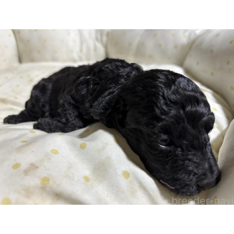 商談中の千葉県のトイプードル-418154の5枚目